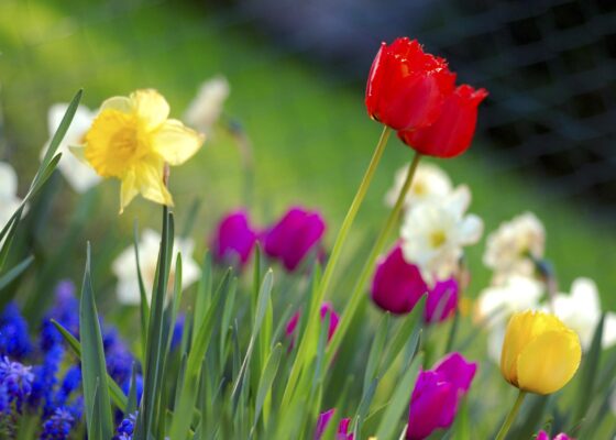 Il linguaggio dei fiori