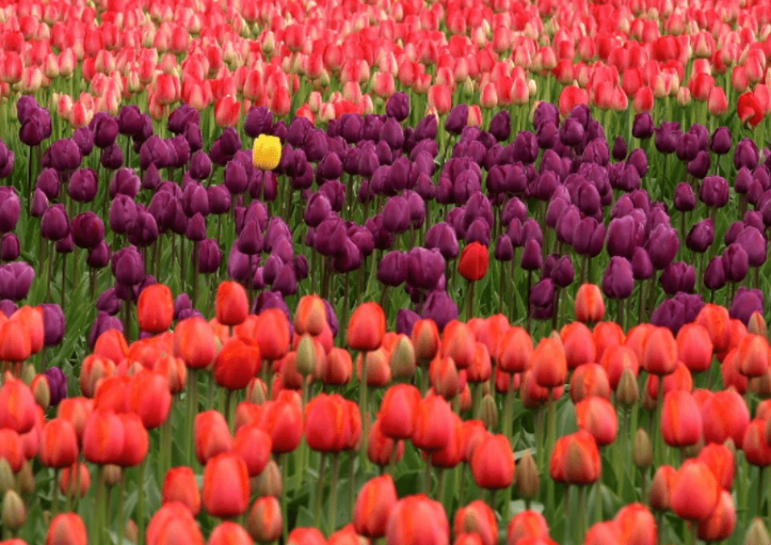 La primavera è arrivata