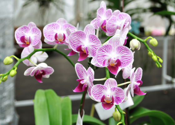 Come prendersi cura di un’orchidea