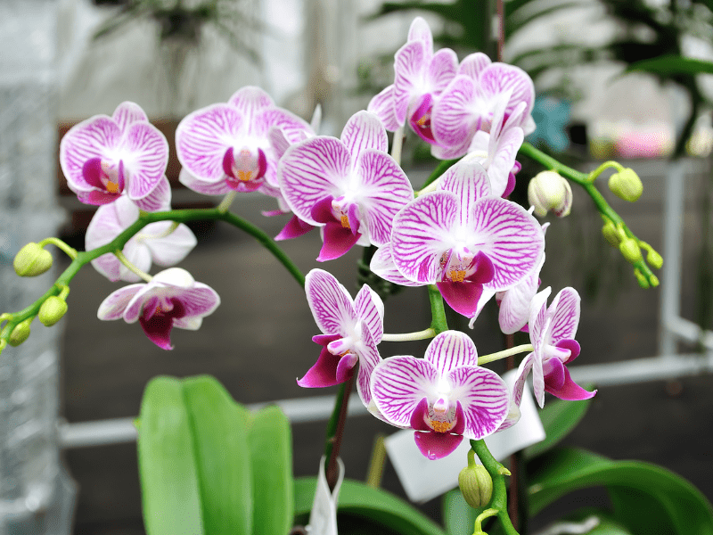 come prendersi cura di un’orchidea