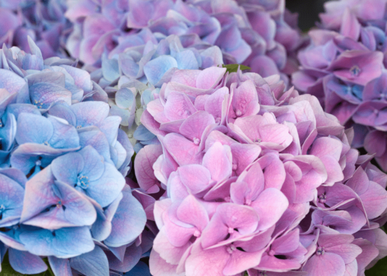 Fiori più belli per il mese di maggio