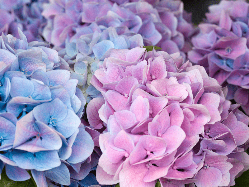 fiori più belli per il mese di maggio