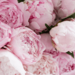 le peonie fiori