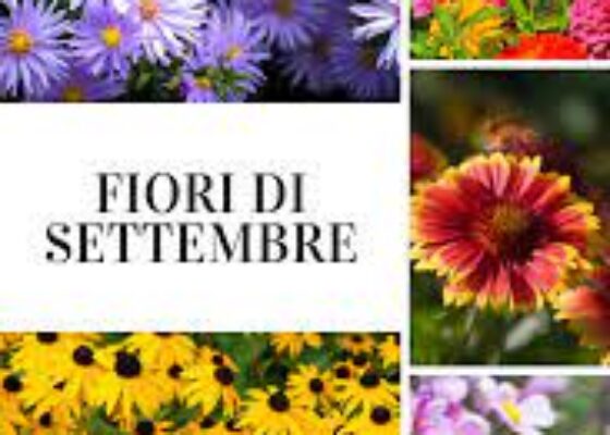 Fiori settembrini, quali scegliere e come curarli