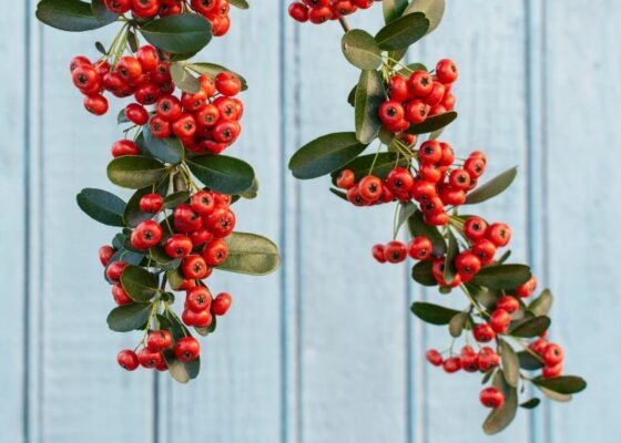 Decorare il giardino con bacche e rami