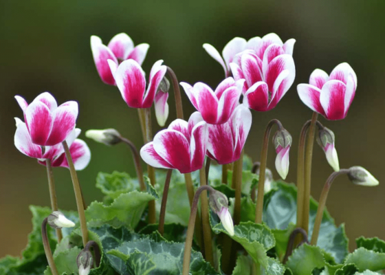 3 fiori da regalare a gennaio